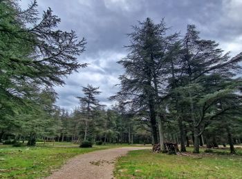 Trail Walking Lacoste - Massif des Cèdres via Lacoste - Photo