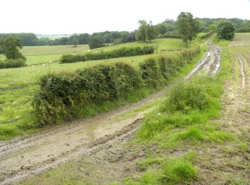 Percorso A piedi Tongeren - Berg Rode pijl - Photo