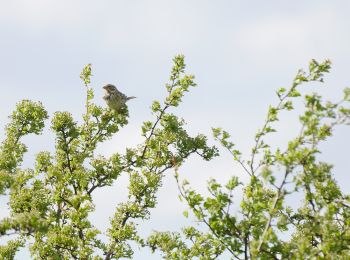 Randonnée A pied Unstrut-Hainich - Saugrabenweg - Photo