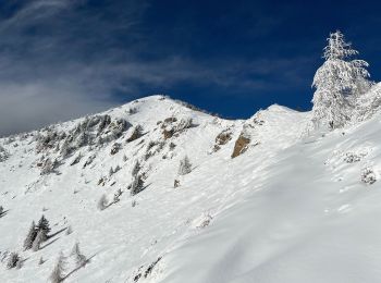 Percorso Racchette da neve Belvedere - Baisse de Ferisson 2 - Photo