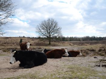 Randonnée A pied Renkum - Molenbeeksepad - Photo