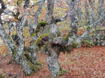 Tour Nordic Walking Prades-d'Aubrac - SityTrail - Sentier thématique de Brameloup - Photo