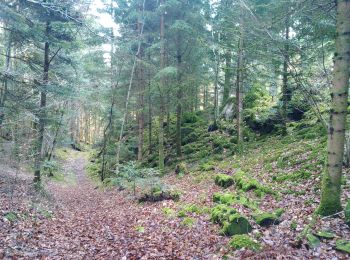 Trail Walking Kirchberg - Source de la Doller - Photo