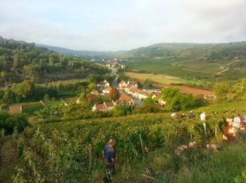 Percorso A piedi Meursault - Sentier Meursault-Blagny - Photo