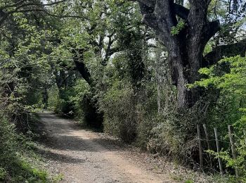 Tocht Stappen Vic-le-Fesq - vic le feck - Photo