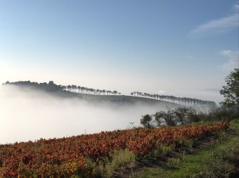 Tocht Stappen Fleurie - Fleurie (Rhône) 17 km - D. 498 m - Photo