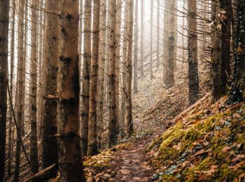 Trail Walking Parc Hosingen - Parcours à Hoscheid - Photo