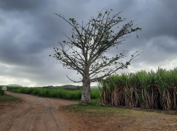 Tour Wandern Rivière-Salée - Plantation de la Palun  - Photo