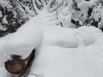 Tour Schneeschuhwandern Bois-d'Amont - bois d'amont - Photo