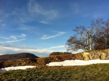 Trail On foot Lostorf - Froburg - Schloss Wartenfels - Photo