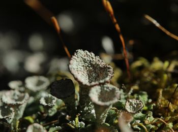 Tocht Te voet Gingins - La Dôle - Photo