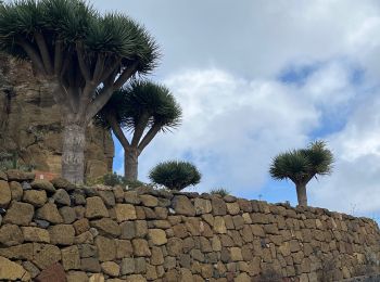 Excursión Senderismo San Cristóbal de La Laguna - Massif de l'Anaga El Batan Chinamada - Photo