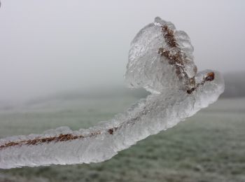 Tour Zu Fuß Gemeinde Rappottenstein - Franzosensumpfweg 11 - Photo