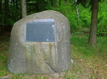 Tour Zu Fuß Südheide - Südheide 'Der Urwald im Lüß' W8l (lange Tour) - Photo