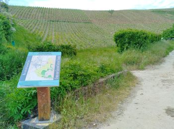 Tour Elektrofahrrad Chablis - Chablis Grands crus - Gérard 200523 - Photo