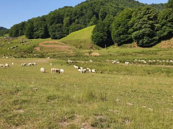 Tocht Stappen Mendive - Col etari - Photo