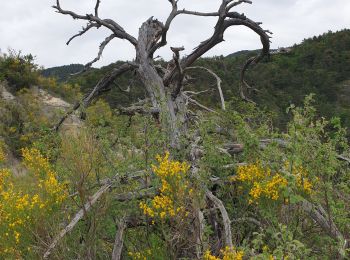 Tour Wandern Furmeyer - Sentier botanique - land art - Photo