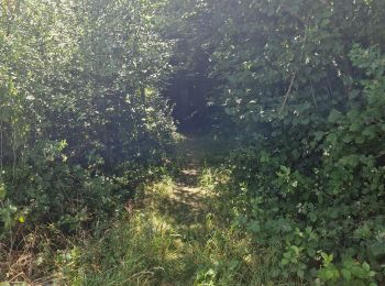 Trail Walking Somme-Leuze - Le lac des cygnes, libellules et papillons... - Photo
