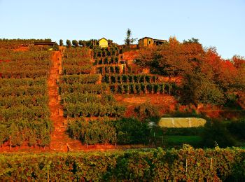 Trail On foot Neckarwestheim - N2 Von der Neckarburg zum Liebensteiner Schlossberg - Photo