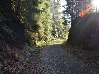 Randonnée A pied Harz (Landkreis Göttingen) - Harzer Baudensteig Etappe 5 - Photo