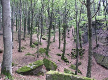 Randonnée A pied Santa Sofia - Sentiero Natura Cullacce - Photo