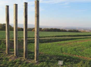 Tour Zu Fuß Söhrewald - Dörnhagen, Rundweg 7 - Photo