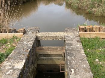 Trail Walking Le Teich - Rando delta de la leyre - Photo