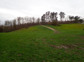 Tocht Stappen Itter - Ittre, Bois des Frères, Champ d'Hurbise - Photo