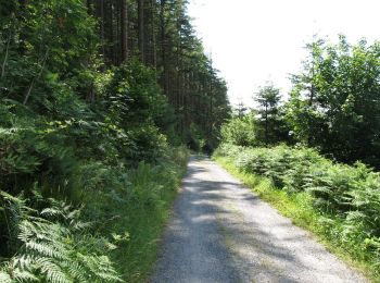 Percorso A piedi Sconosciuto - Rostrevor Forest - Slievebane Trail - Photo