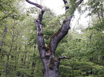 Tour Zu Fuß Blieskastel - Pirminiusweg (lange Variante) - Photo