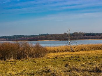 Tour Zu Fuß Mark Landin - Wanderweg Pinnow-Schwedt/Oder - Photo