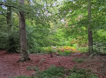 Percorso Marcia Seraing - ptit tour par les ptits chmins du bois de sraing - Photo