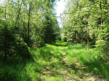 Tocht Stappen Theux - autour de Bronromme a travers campagne fagne et forêt  - Photo