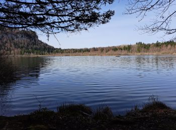 Randonnée Marche Bonlieu - Tour du lac de Bonlieu et le marais - Photo