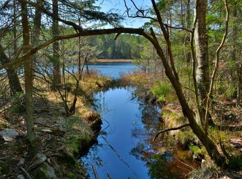 Trail On foot  - Åvaträskslingan - Photo