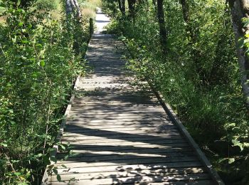 Trail Horseback riding Stoumont - Neufmoulin-Derrière les Thiers-Neumoulin - Photo