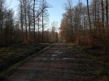 Randonnée Marche Métairies-Saint-Quirin - rond pré bas bois vers cubolot  - Photo