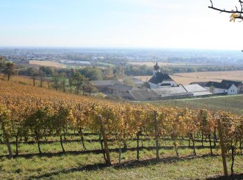 Tour Zu Fuß Gemeinde Guntramsdorf - Rauch Immobilien Runde (Guntramsdorf) - Photo