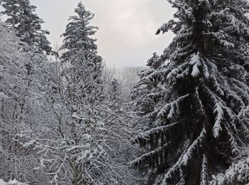 Percorso Sci alpinismo Xonrupt-Longemer - 02-12-23 ski rando nordique chaume de Balveurche - Photo