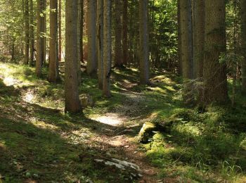 Tour Zu Fuß San Vito di Cadore - IT-226 - Photo