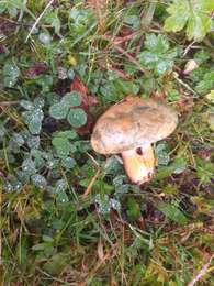 Tour Wandern Septmoncel les Molunes - les platières (moussières) - Photo