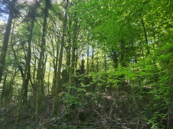 Excursión Marcha nórdica Lauroux - SityTrail - Labeil Forêt de l'Escandorgue Juin 2021 - Photo