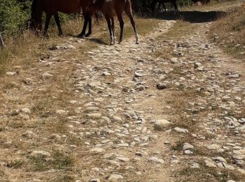 Tocht Stappen Arith - Chalet de la Plate, col de la Cochette... - Photo