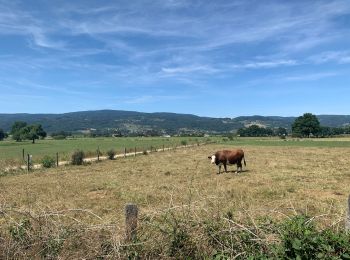 Excursión Bici de montaña Ambert - Ambert - Photo