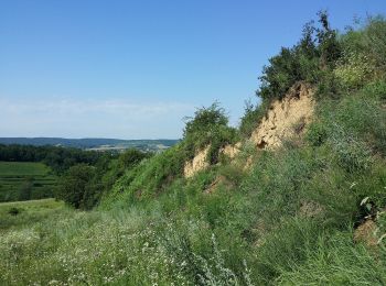 Excursión A pie Gemeinde Ziersdorf - Kiblitzer Weg 3 - Photo