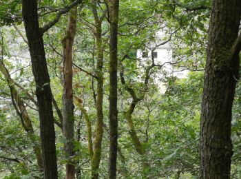 Trail Walking Esch-sur-Sûre - rando 1b - Photo