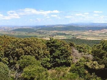 Tocht Te voet Magliano in Toscana - C2 Poggioalle Sugherine - Photo