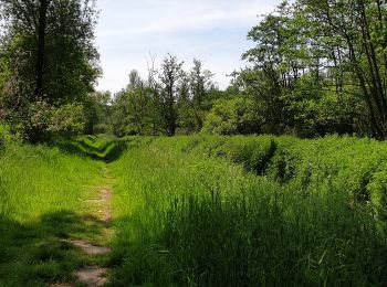 Tocht Stappen Rixensart - Bois de Rixensart - Photo