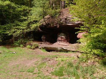 Excursión Senderismo Sparsbach - Sparsbach Wimmenau Erckartswiller - Photo