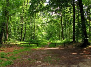 Tour Zu Fuß Tracy-le-Mont - le GR12A dans les Forêts de Laigue et de Compiègne - Photo